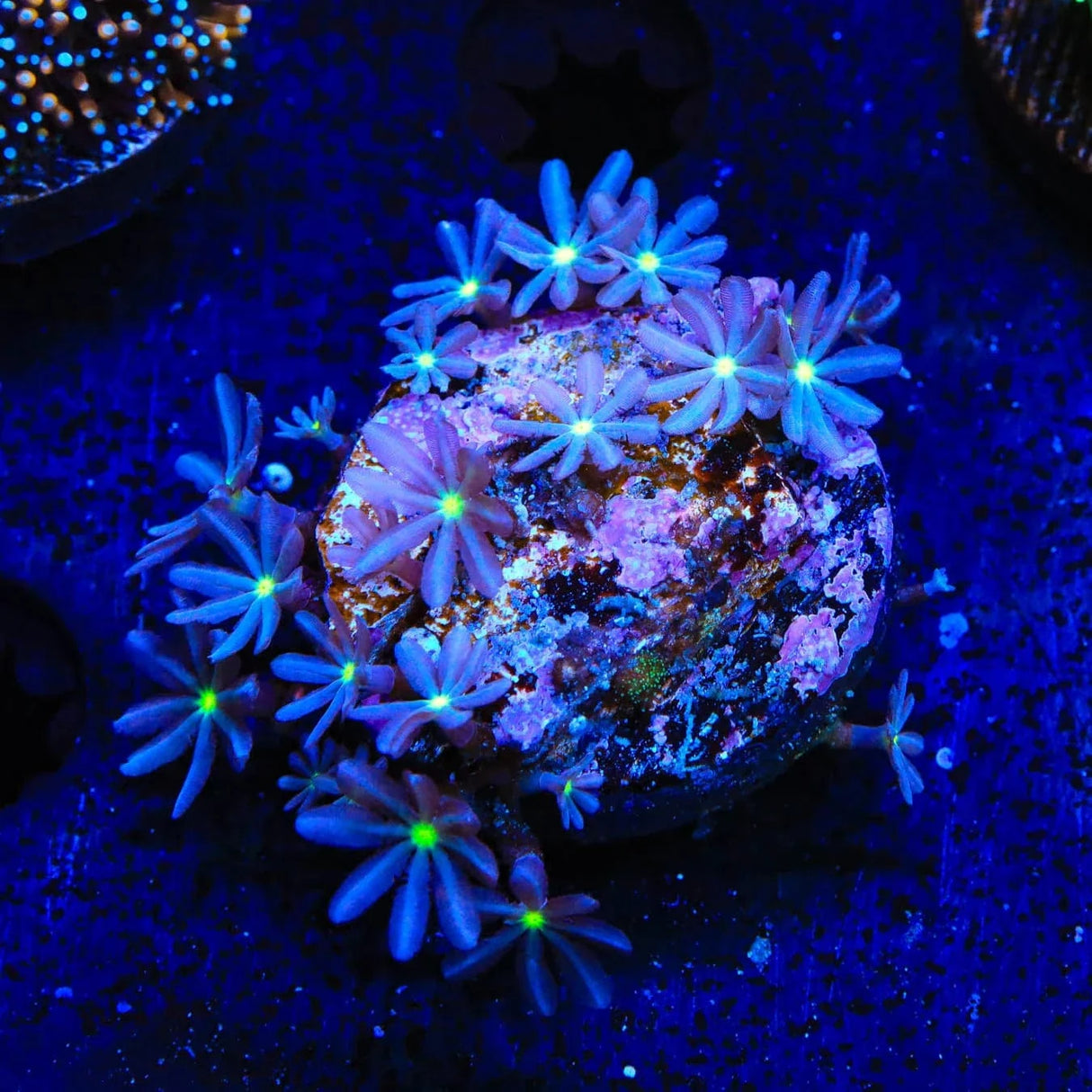 Daisy Polyps Coral