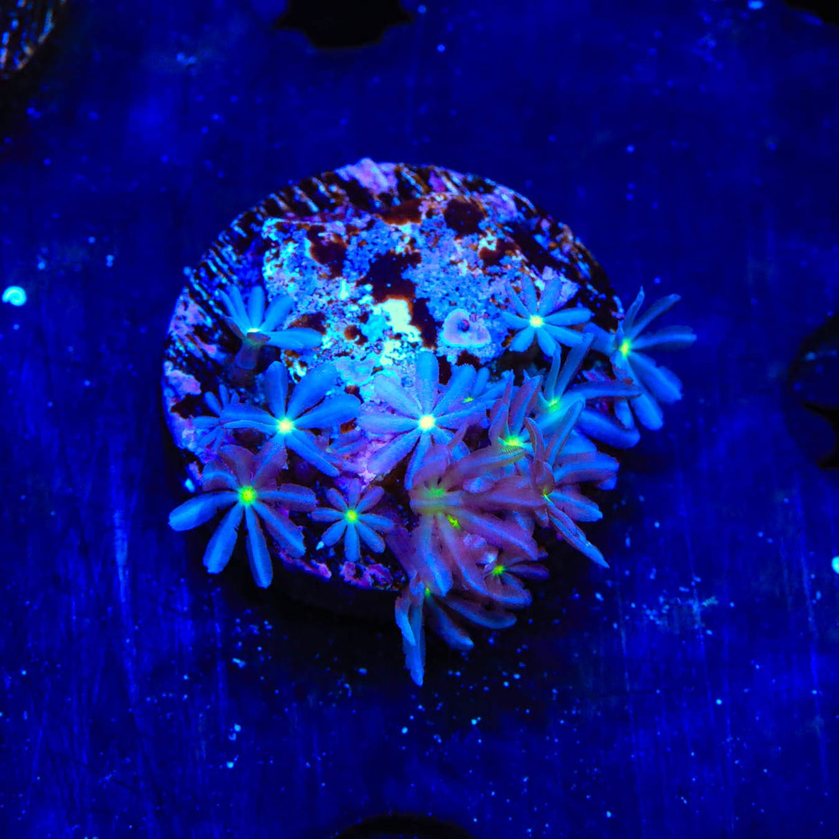 Daisy Polyps Coral