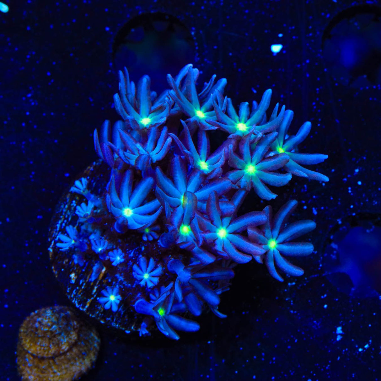 Daisy Polyps Coral