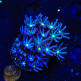 Daisy Polyps Coral