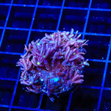 Daisy Polyps Coral