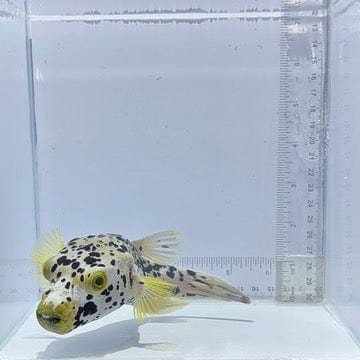Dalmation Pufferfish (Arothron nigropunctatus)