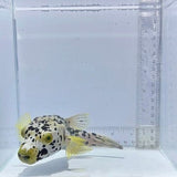 Dalmation Pufferfish (Arothron nigropunctatus)