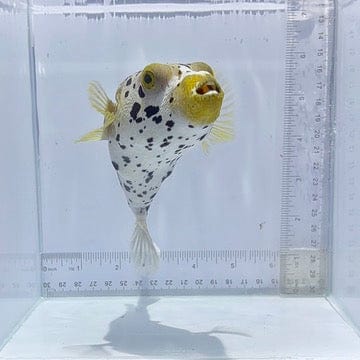 Dalmation Pufferfish (Arothron nigropunctatus)