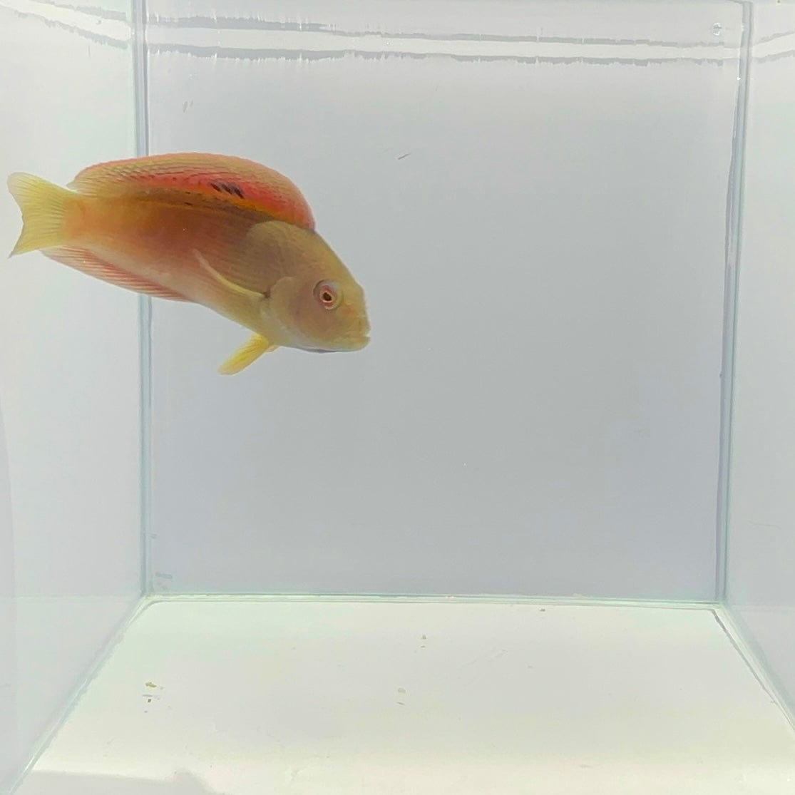 Damperia Dottyback Fish