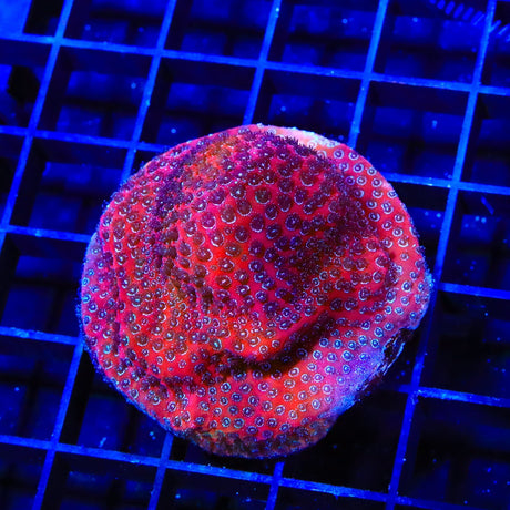 Darth Maul Porites Coral