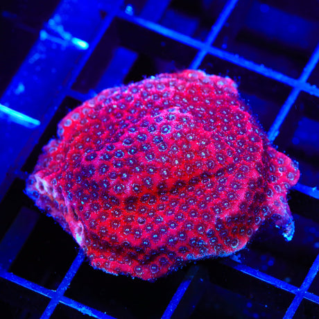 Darth Maul Porites XL Frag Coral