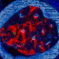 Deadpool Chalice Coral Colony