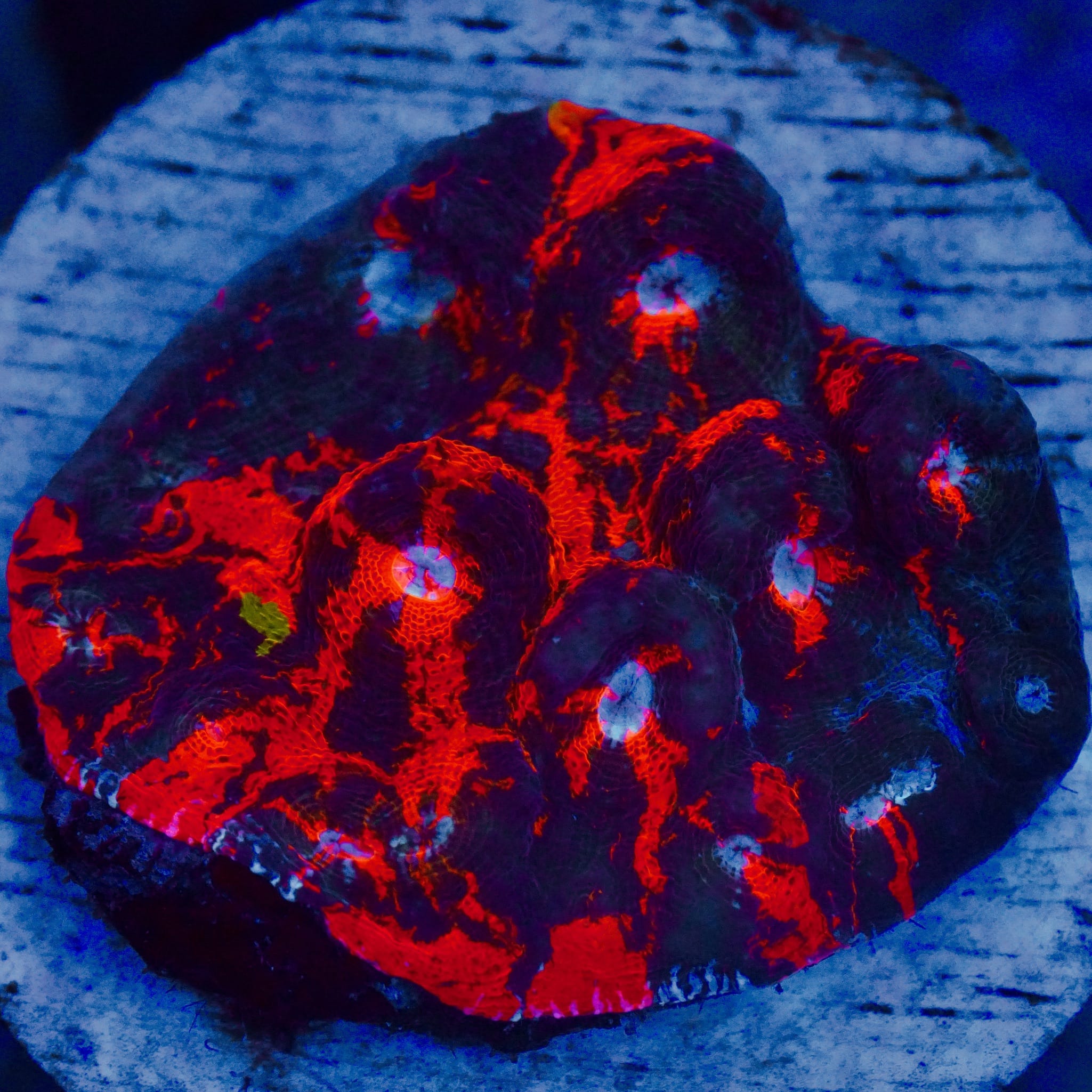 Deadpool Chalice Coral Colony