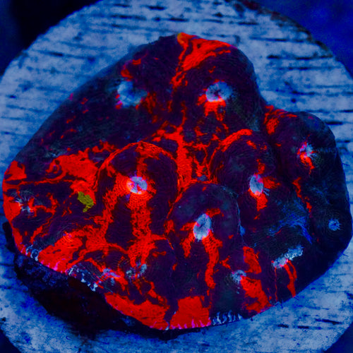 Deadpool Chalice Coral Colony