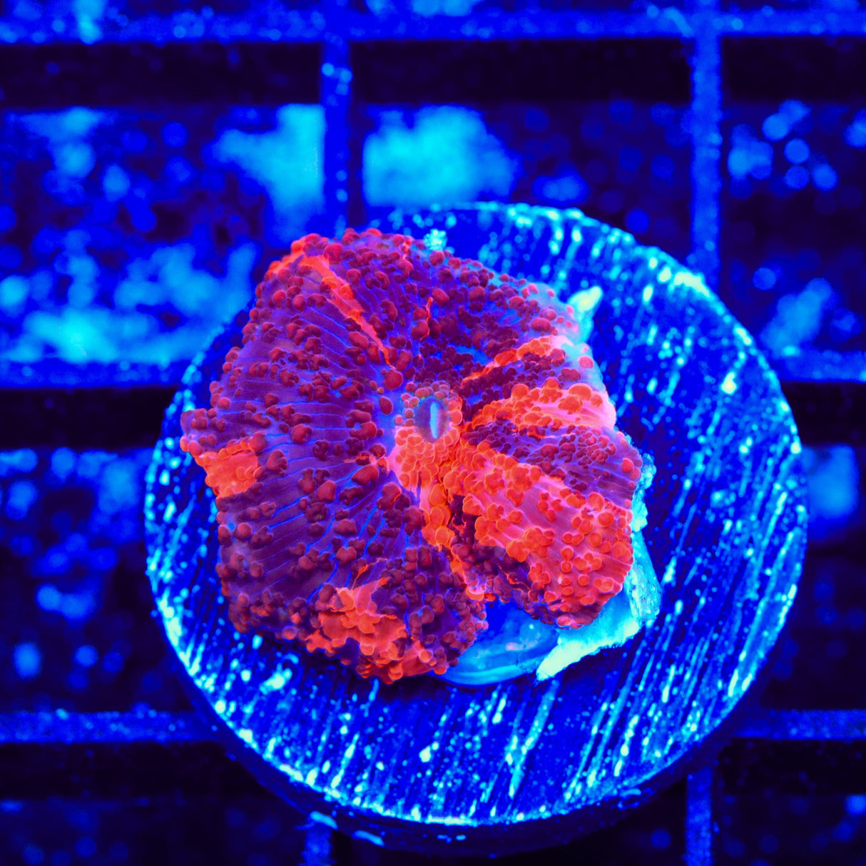 Deadpool Mushroom Coral