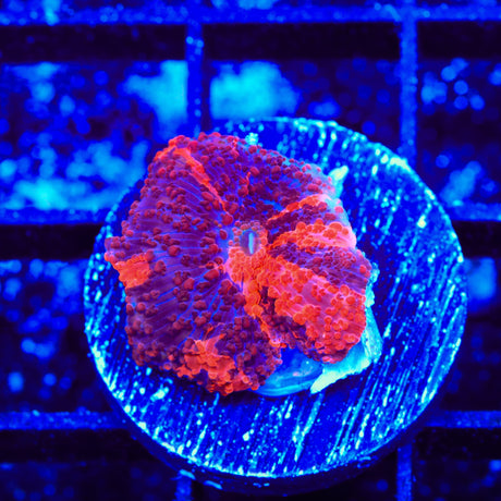 Deadpool Mushroom Coral