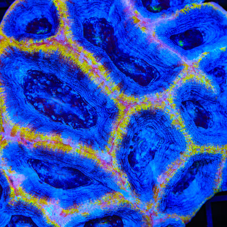 Death Star Bowerbankii Coral