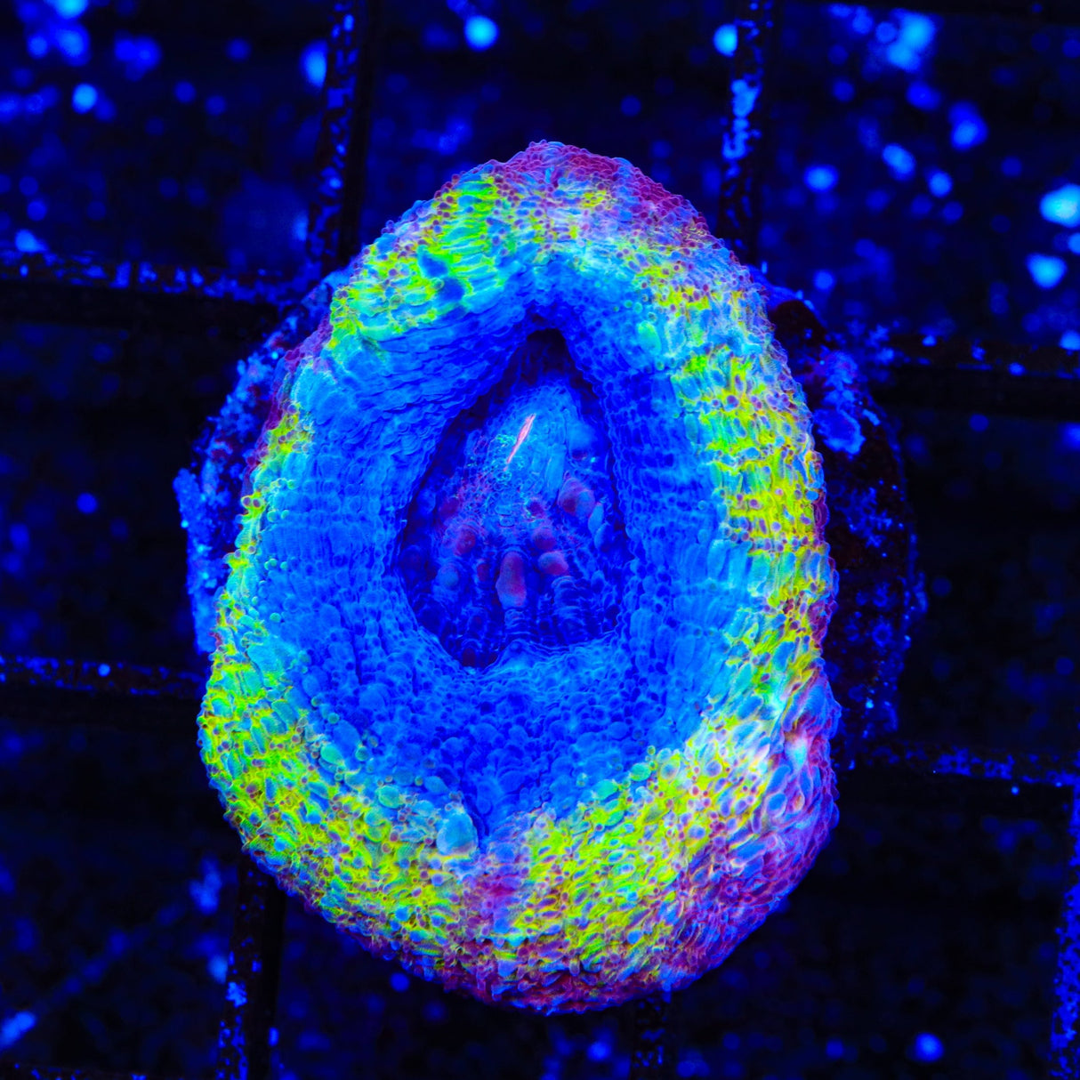 Death Star Bowerbankii Coral