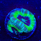 Deep Sea Deep Water Acan Coral