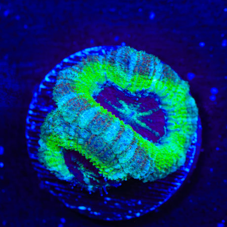Deep Sea Deep Water Acan Coral