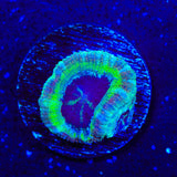 Deep Sea Deep Water Acan Coral