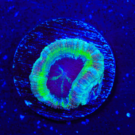 Deep Sea Deep Water Acan Coral