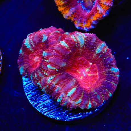 Deep Water Acan Coral