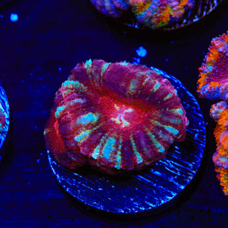 Deep Water Acan Coral