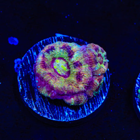 Deep Water Acan Coral