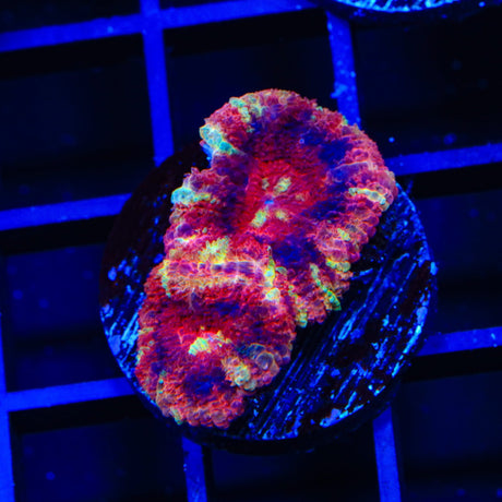Deep Water Acan Coral