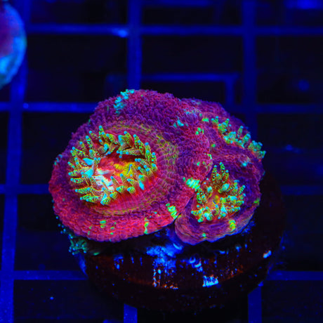 Deep Water Ultra Acan Coral