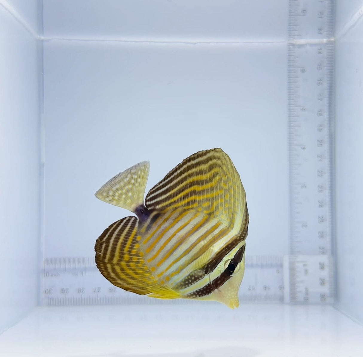 Desjardini Sailfin Tang Fish