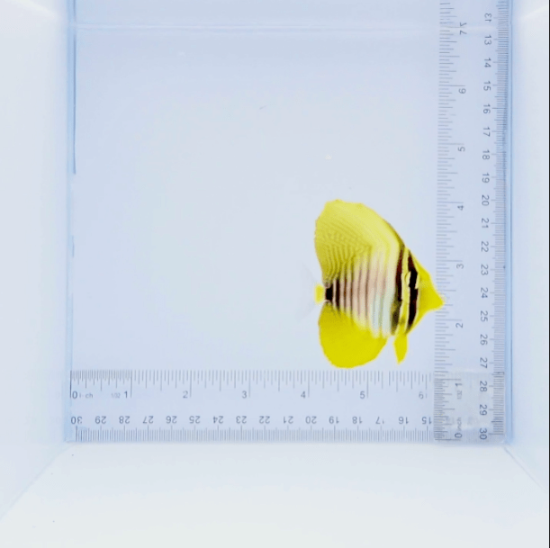 Desjardini Sailfin Tang Fish