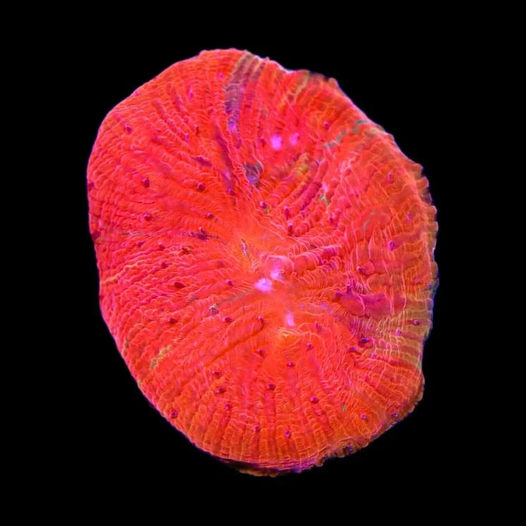 Diablo Diaseris Plate Coral