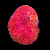 Diablo Diaseris Plate Coral