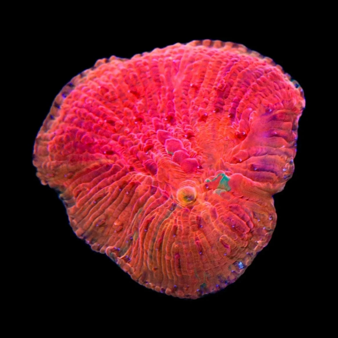 Diablo Diaseris Plate Coral