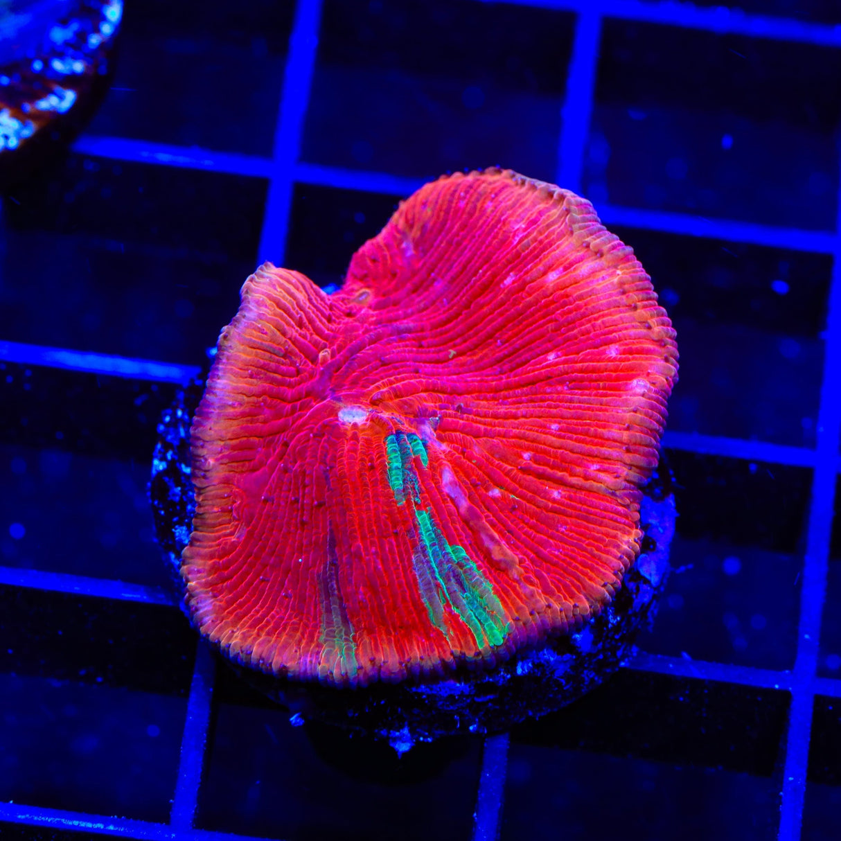 Diablo Diaseris Plate Coral