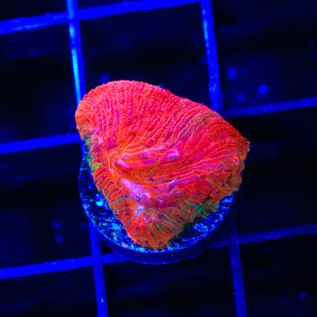 Diablo Diaseris Plate Coral