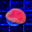 Diablo Diaseris Plate Coral