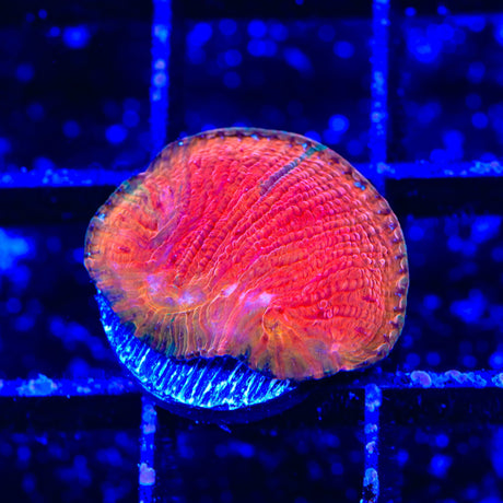 Diablo Diaseris Plate Coral