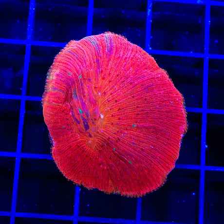 Diablo Diaseris Plate Coral