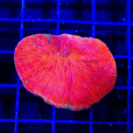 Diablo Diaseris Plate Coral