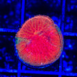 Diablo Diaseris Plate Coral