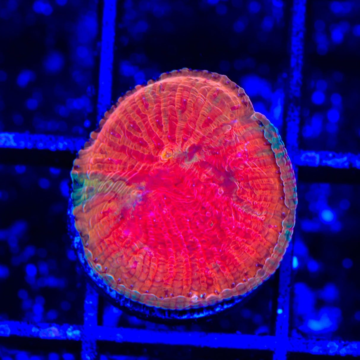 Diablo Diaseris Plate Coral