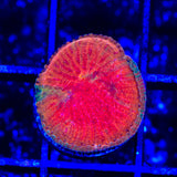 Diablo Diaseris Plate Coral