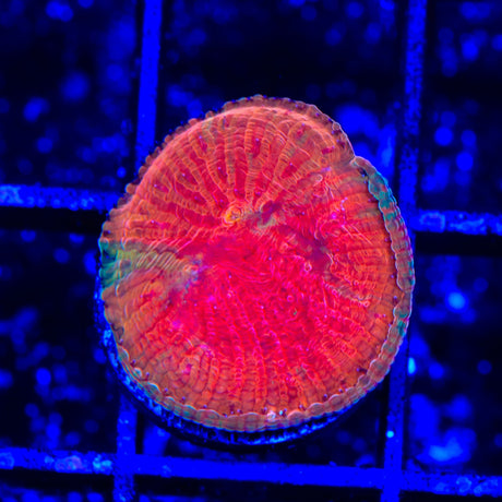 Diablo Diaseris Plate Coral