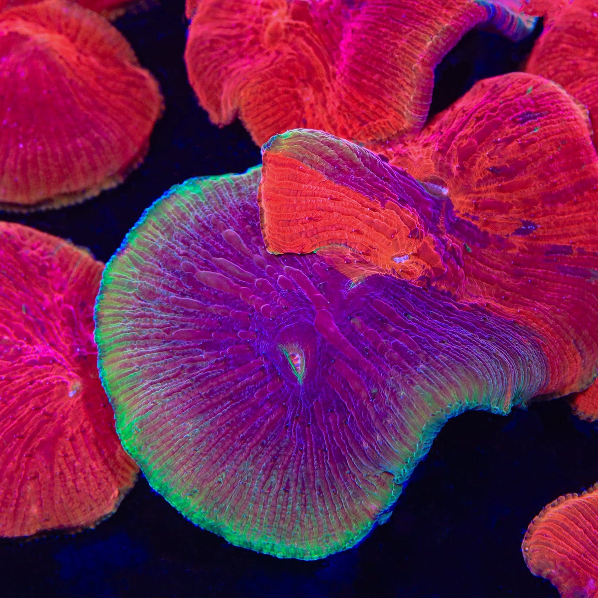 Diablo Grafted Diaseris Plate Coral
