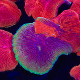 Diablo Grafted Diaseris Plate Coral