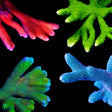 Digitata Coral Frag Pack