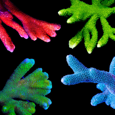 Digitata Coral Frag Pack