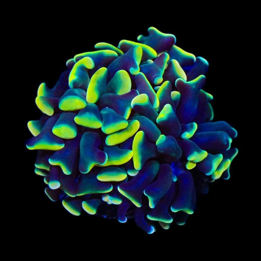 Disco Hammer Coral