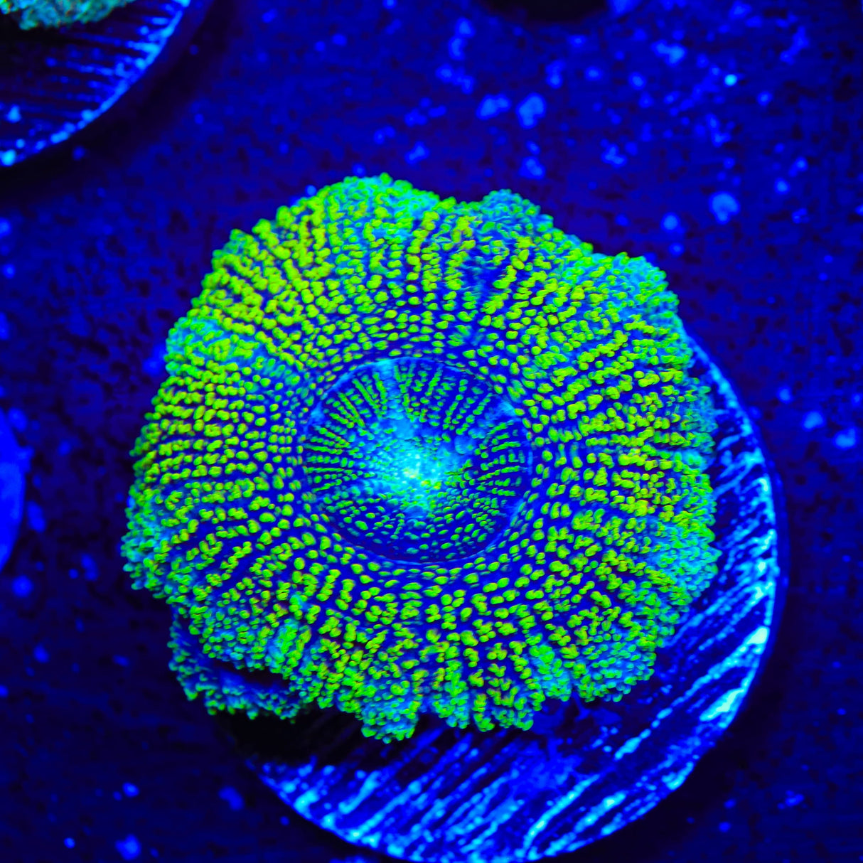 Do the Dew Acan Coral