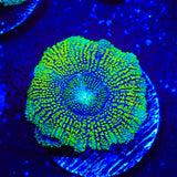 Do the Dew Acan Coral