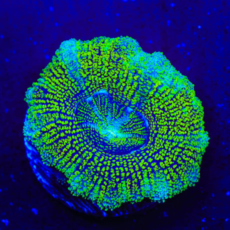 Do the Dew Acan Coral